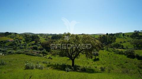 Terreno com 1.3 hectares e ruína em são martinho das amoreiras