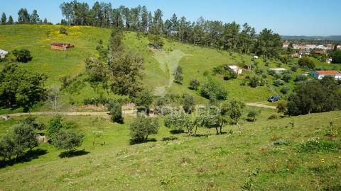 Terreno com 1.3 hectares e ruína em são martinho das amoreiras