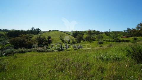 Terreno com 1.3 hectares e ruína em são martinho das amoreiras