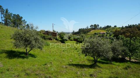 Terreno com 1.3 hectares e ruína em são martinho das amoreiras