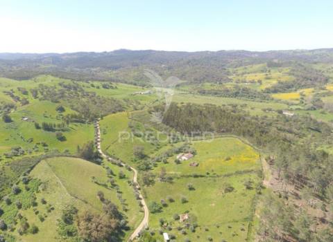 Terreno com 1.3 hectares e ruína em são martinho das amoreiras