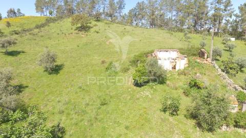 Terreno com 1.3 hectares e ruína em são martinho das amoreiras