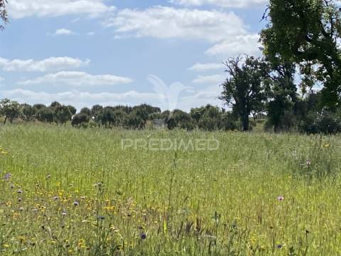 Herdade com ruína para reconstruir