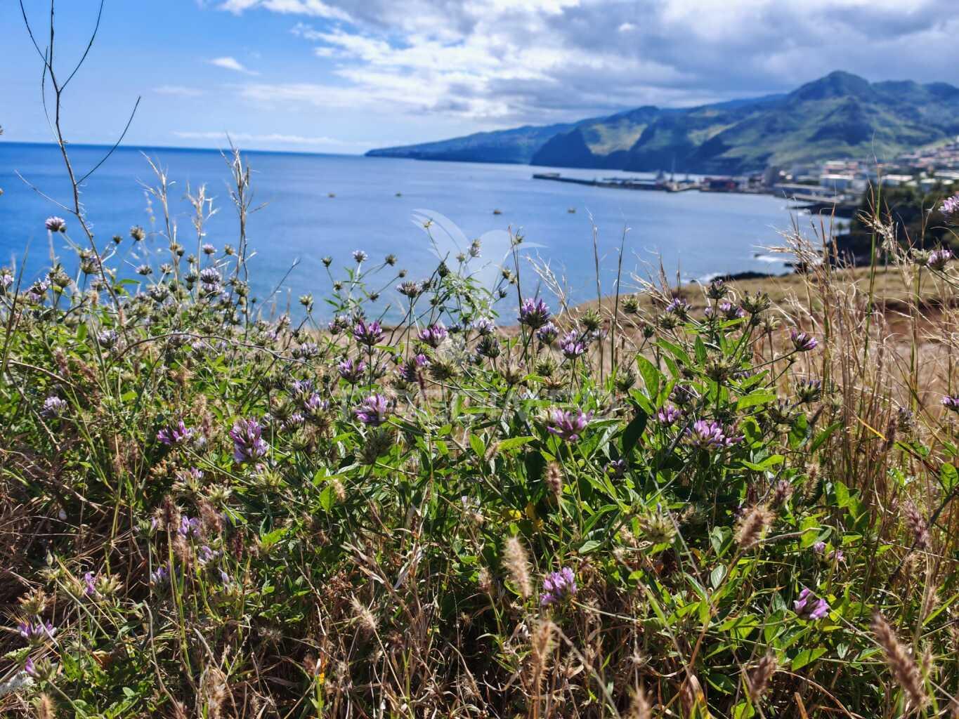 Terreno premium com vista mar no caniçal-ideal para projeto turìstico