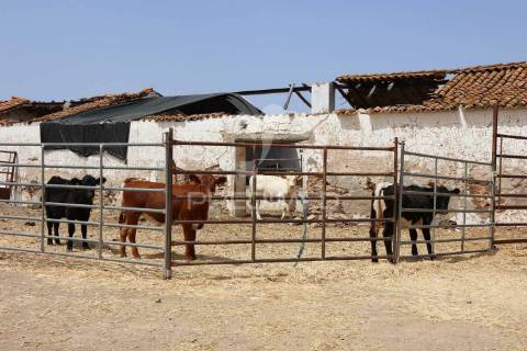 Terreno misto junto ao guadiana, 357ha, e ruínas com 1623m2