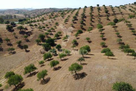 Quinta com vista do guadiana, 126ha, com ruína de 618m2