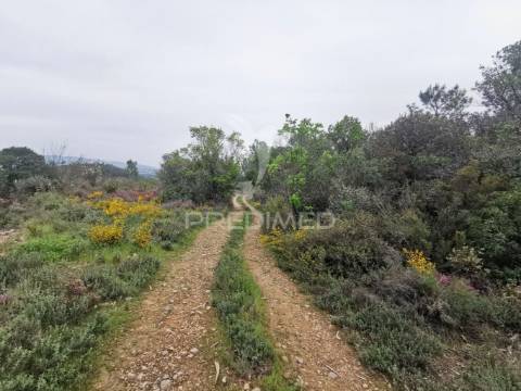 Terreno rustico