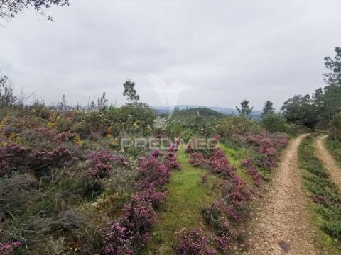 Terreno rustico