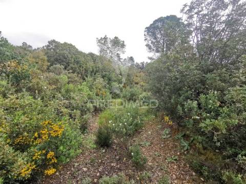 Terreno rustico