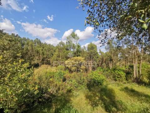 Terreno rustico