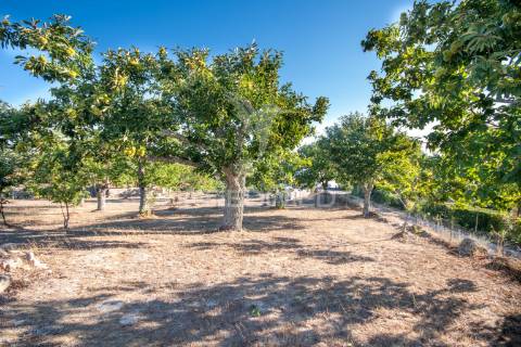Quinta com enorme potencial turístico a 5 km de trancoso