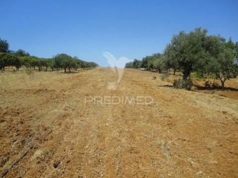 Terreno rustico com água de furo 7000m2