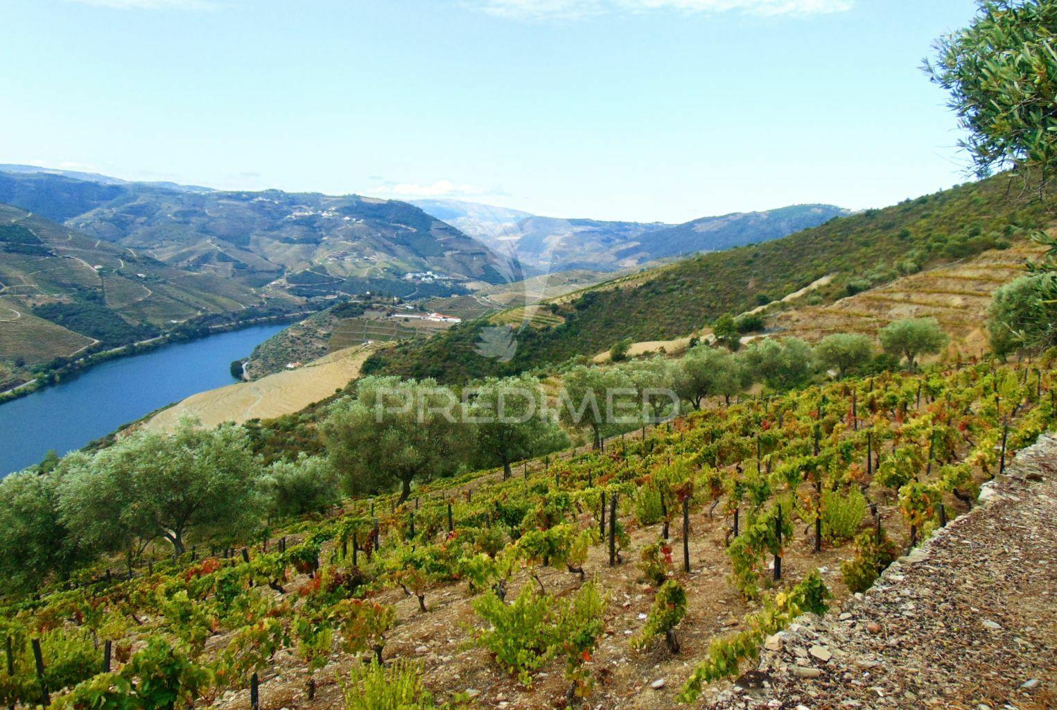 Terreno misto com vista total sobre o rio douro