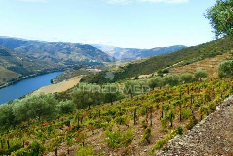 Terreno misto com vista total sobre o rio douro