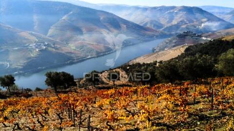 Terreno misto com vista total sobre o rio douro