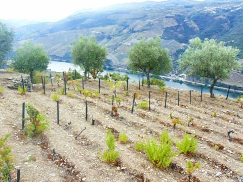 Terreno misto com vista total sobre o rio douro