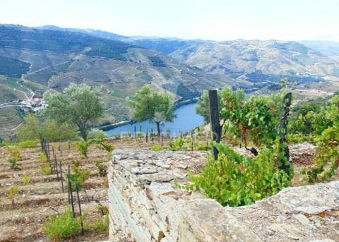 Terreno misto com vista total sobre o rio douro