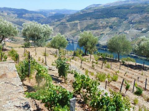 Terreno misto com vista total sobre o rio douro