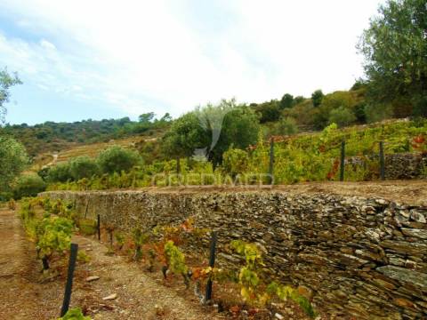 Terreno misto com vista total sobre o rio douro