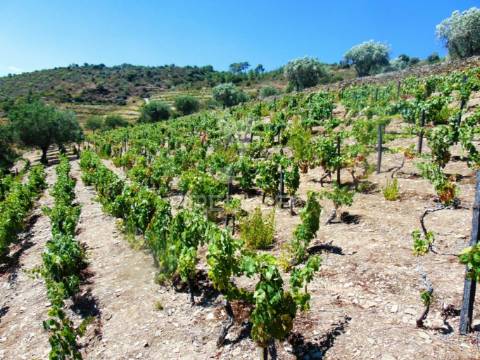 Terreno misto com vista total sobre o rio douro