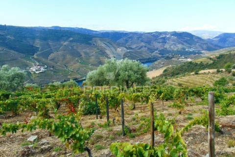 Terreno misto com vista total sobre o rio douro