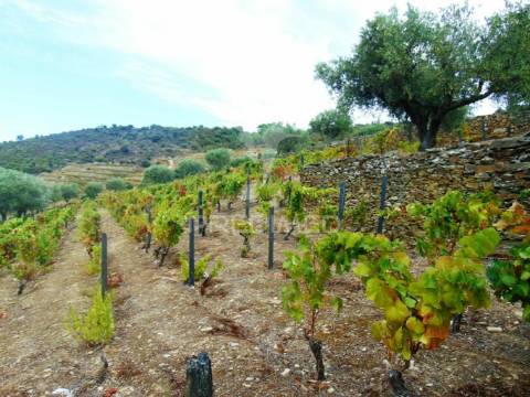 Terreno misto com vista total sobre o rio douro