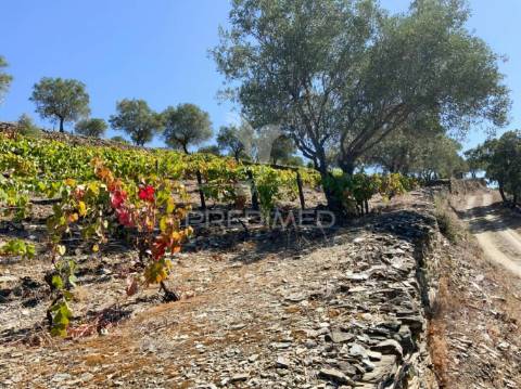 Terreno misto com vista total sobre o rio douro