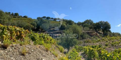 Terreno misto com vista total sobre o rio douro
