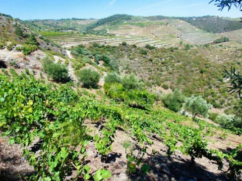 Terreno misto com vista total sobre o rio douro