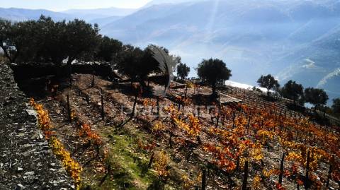 Terreno misto com vista total sobre o rio douro