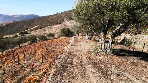 Terreno misto com vista total sobre o rio douro