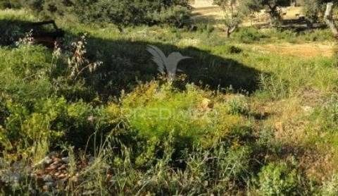 Terreno rustico no conselho de albufeira freguesia ferreiras no pinhal