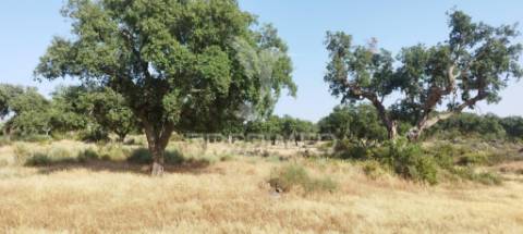 Herdade