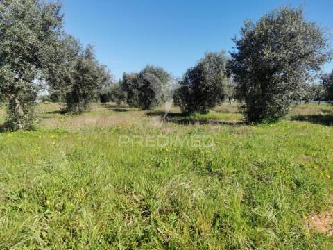 Lote de moradia