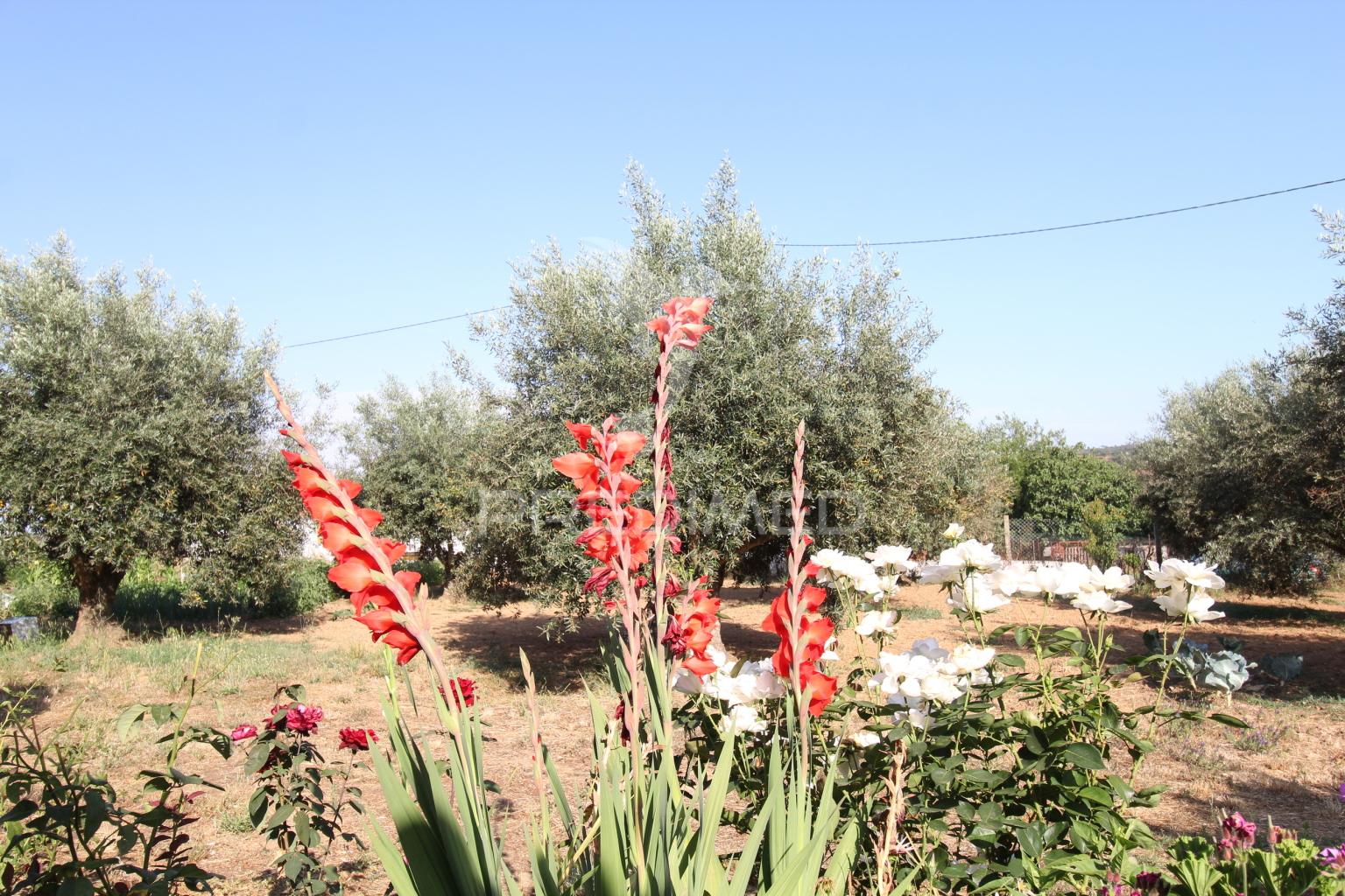 Quinta a 30 minutos costa alentejana