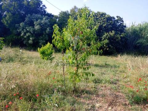 Magnífico terreno/ com apoio agrícola