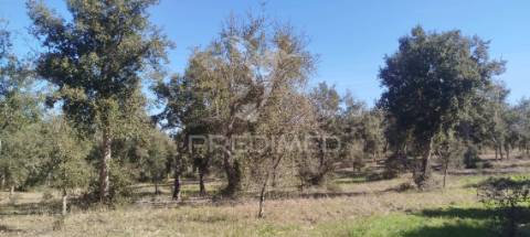 Terreno com ruína em santiago do cacém