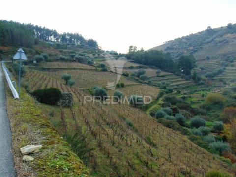 Quinta 14ha - região demarcada do douro vinhateiro