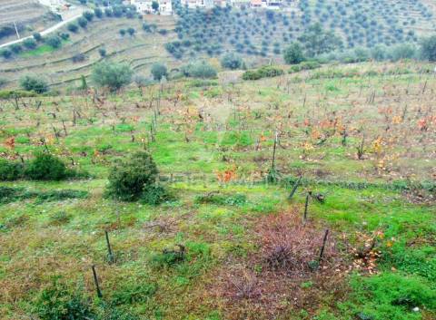 Quinta 14ha - região demarcada do douro vinhateiro