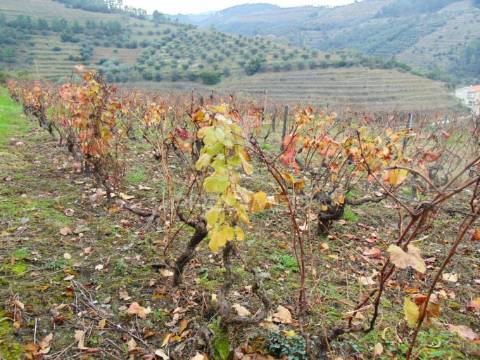 Quinta 14ha - região demarcada do douro vinhateiro