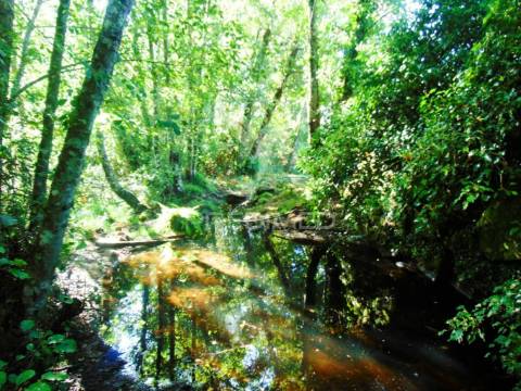 Moinhos c/ terreno de 6 ha junto ao santuário de panoias