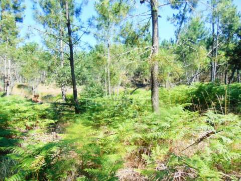 Moinhos c/ terreno de 6 ha junto ao santuário de panoias