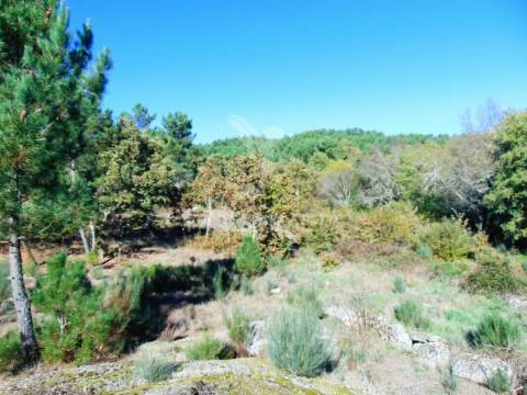 Moinhos c/ terreno de 6 ha junto ao santuário de panoias