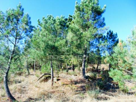 Moinhos c/ terreno de 6 ha junto ao santuário de panoias