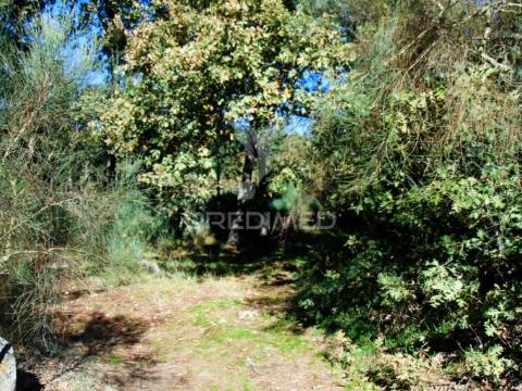 Moinhos c/ terreno de 6 ha junto ao santuário de panoias