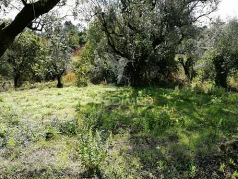 Terreno com 2110 m2 monte de bera- coimbra