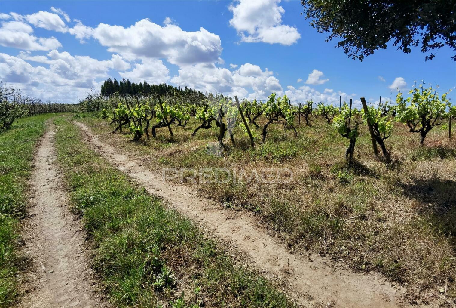 Terreno urbano , localizado na moita dos ferreiros - lourinhã