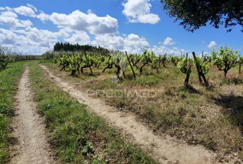 Terreno urbano , localizado na moita dos ferreiros - lourinhã