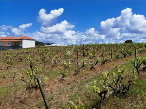 Terreno urbano , localizado na moita dos ferreiros - lourinhã