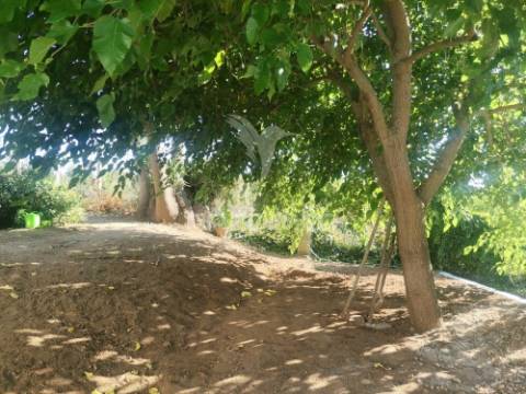 Quinta t5 com pomar em beja